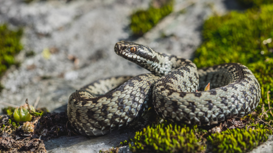 Reaktionen vid ett huggormsbett är individuellt. Foto: Shutterstock